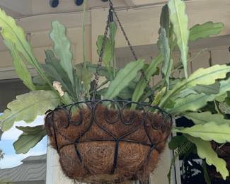 Epiphyllum Oxypetalum Hanging Basket Plant