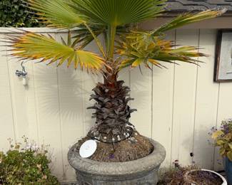 Chinese Fan Palm (Livistona chinensis) in Decorative Urn Planter