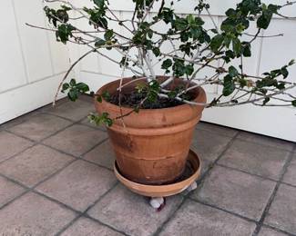 Terracotta Pot with Hibiscus Plant