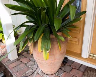 Clivia miniata in Terracotta Pot