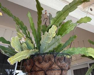 Epiphyllum Oxypetalum Hanging Basket