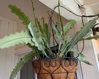Epiphyllum Anguliger (Fishbone Cactus) in Hanging Basket