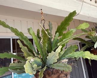 Epiphyllum Oxypetalum Hanging Basket