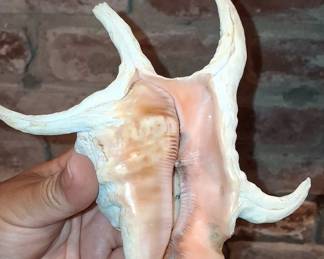 Harpago Chiragra Spider Conch Shell