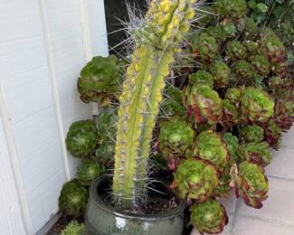 Pilosocereus Gounellei Cactus in Glazed Pot
