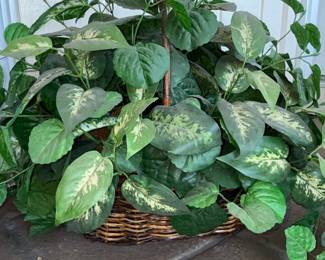 Artificial Dieffenbachia Plant in Wicker Basket