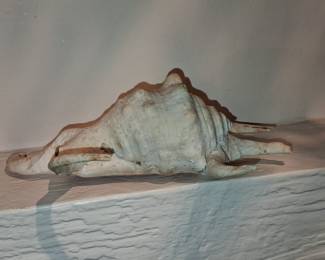 Harpago Chiragra Spider Conch Shell