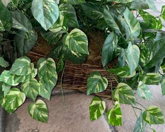 Artificial Pothos Plant - Marble Queen Variety in Wicker Basket