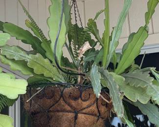 Epiphyllum Oxypetalum (Queen of the Night) Hanging Basket