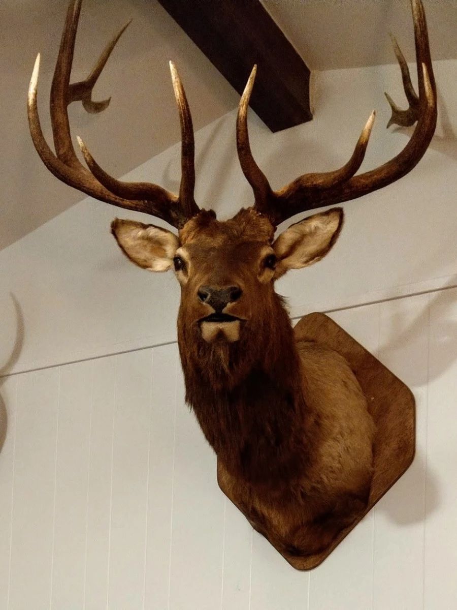 13 point Colorado Bull Elk Trophy Mount