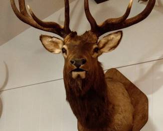 13 point Colorado Bull Elk Trophy Mount