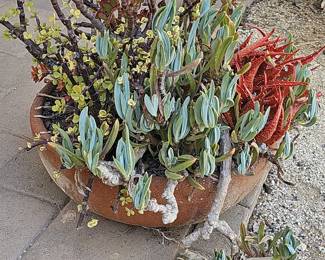 Assorted Succulent Plant Arrangement in Terracotta Pot with Senecio 'Blue Chalk Sticks'