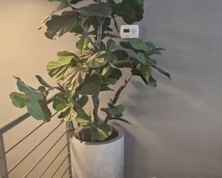 Large Faux Fiddle Leaf Fig Tree in Concrete Planter