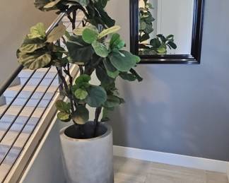Fiddle Leaf Fig Tree in Concrete Planter