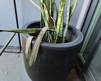 Sansevieria Zeylanica (Snake Plant) in Black Hexagonal Pot