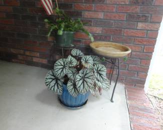 Rex Begonia Plant (front)/Christmas Cacti (back)