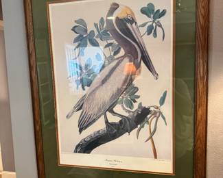 John Audubon Matted and framed Brown pelican