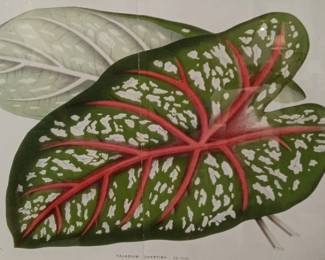 Framed Botanical Print of Caladium Chantinii by Ch. Lem.