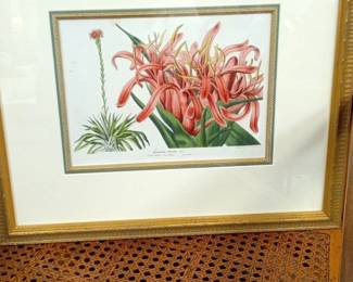 Doryanthes Excelsa Botanical Print by Louis Van Houtte