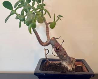 Jade Plant