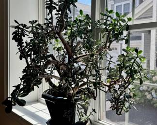 Jade Plant