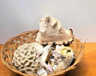 100 largemixedbasketofseashellsbrainc