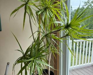 017 dracaenamarginatadragontree