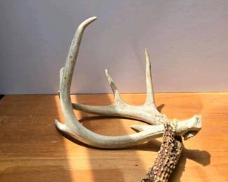 317 whitetaileddeerantler4point13inch