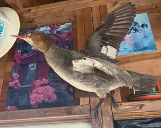 222 flyingredbreastedmergansertaxidermy