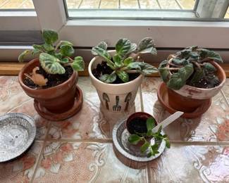 302 africanviolethouseplantsandsucculent
