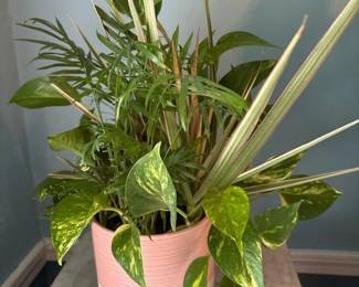 104 goldenpothosparlorpalmdracaenaindoo