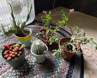 298 assortedpottedcactisucculentscollect