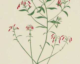 2309 Henry Evans (1918-1990) Botanical still life, 1982 Linocut in colors on paper Edition: 113/235 Signed, dated, numbered, and indistinctly inscribed in the lower margin: Henry Evans 1982 Image: 14 3/4 x 9 1/2in; Sight: 18 1/4 x 12in Estimate: $200 - $400