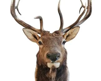  07 Professional McKenzie 6x6 12Point Rocky Mountain Bull Elk Taxidermy Shoulder Mount