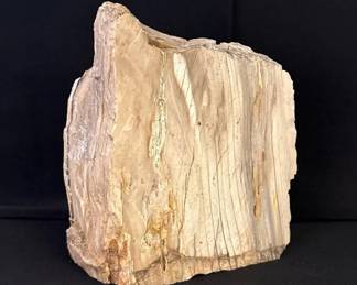 Glorious Chunk Of Petrified Wood! * 7” Tall