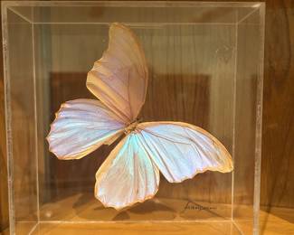 Morpho Aurora Butterfly