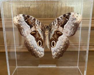 Owl Butterfly 
