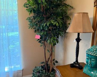 Large Ficus Tree