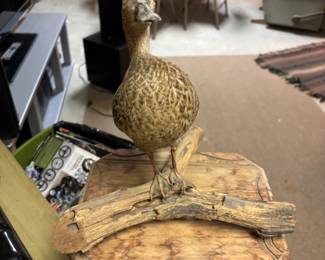 taxidermy duck