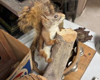 taxidermy