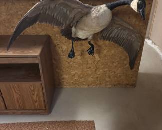 taxidermy canada goose