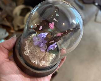 rare taxidermy butterfly