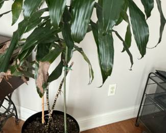 Dracaena fragrans 'Massangeana' (Corn Plant)