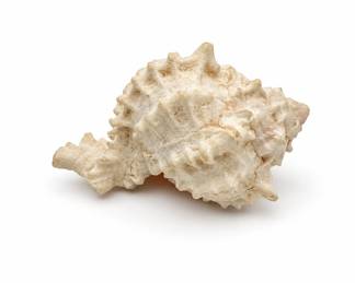 Lot 478A: Pink-Mouthed Murex Sea Shell