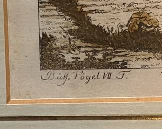 German Hand-Colored “Der Waldrabe” Northern Bald Ibis Bird Engraving