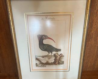 German Hand-Colored “Der Waldrabe” Northern Bald Ibis Bird Engraving