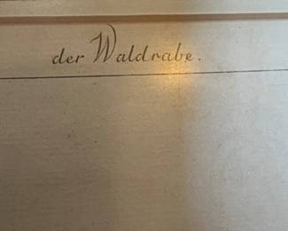 German Hand-Colored “Der Waldrabe” Northern Bald Ibis Bird Engraving