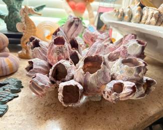 Natural barnacle cluster specimen, coastal decor