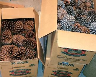 Boxes of pine cones