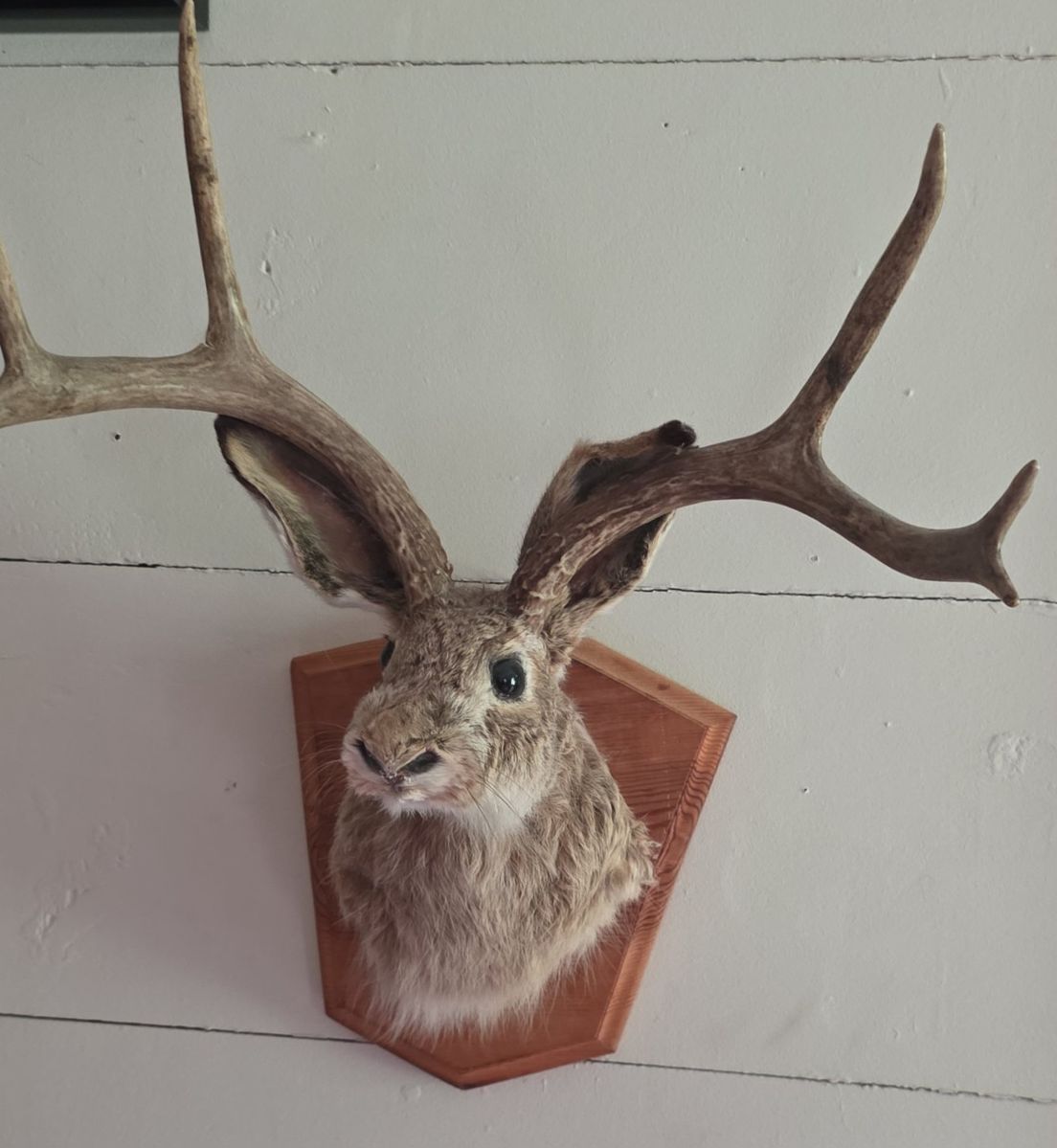 Jackalope Taxidermy Mount